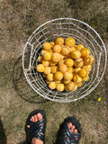 Yellow plum
