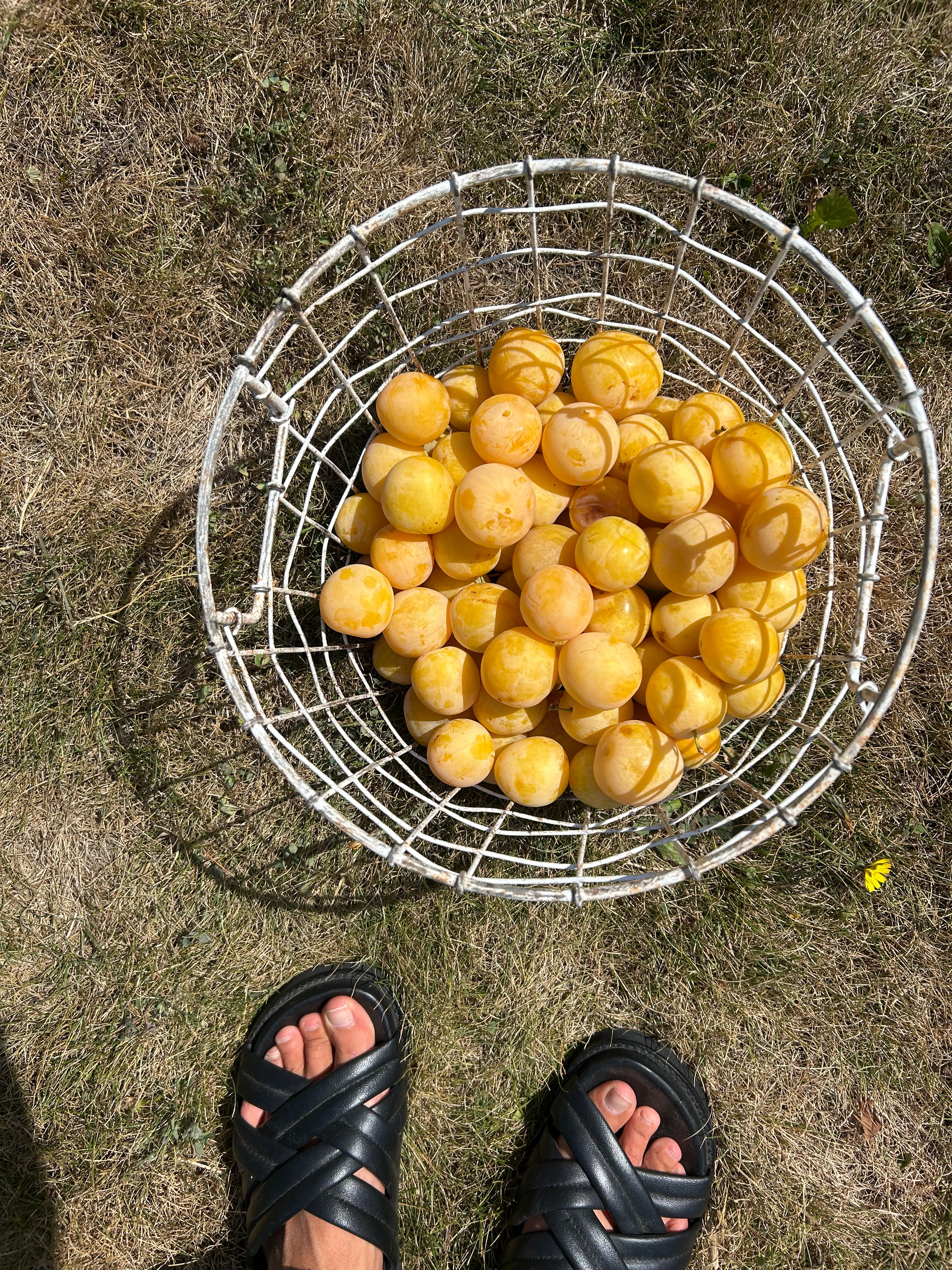 Yellow plum