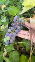 Red grapes