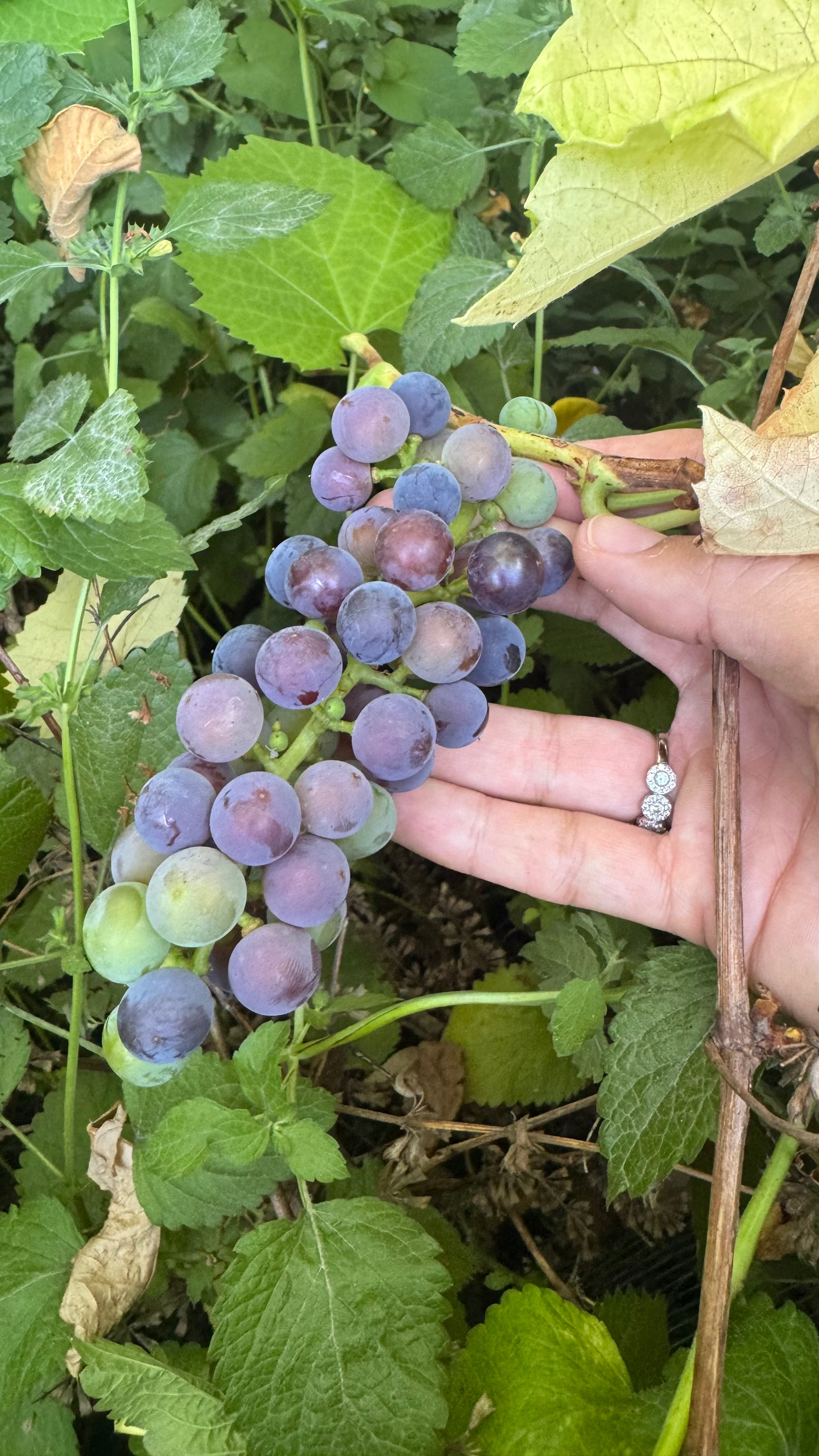 Red grapes