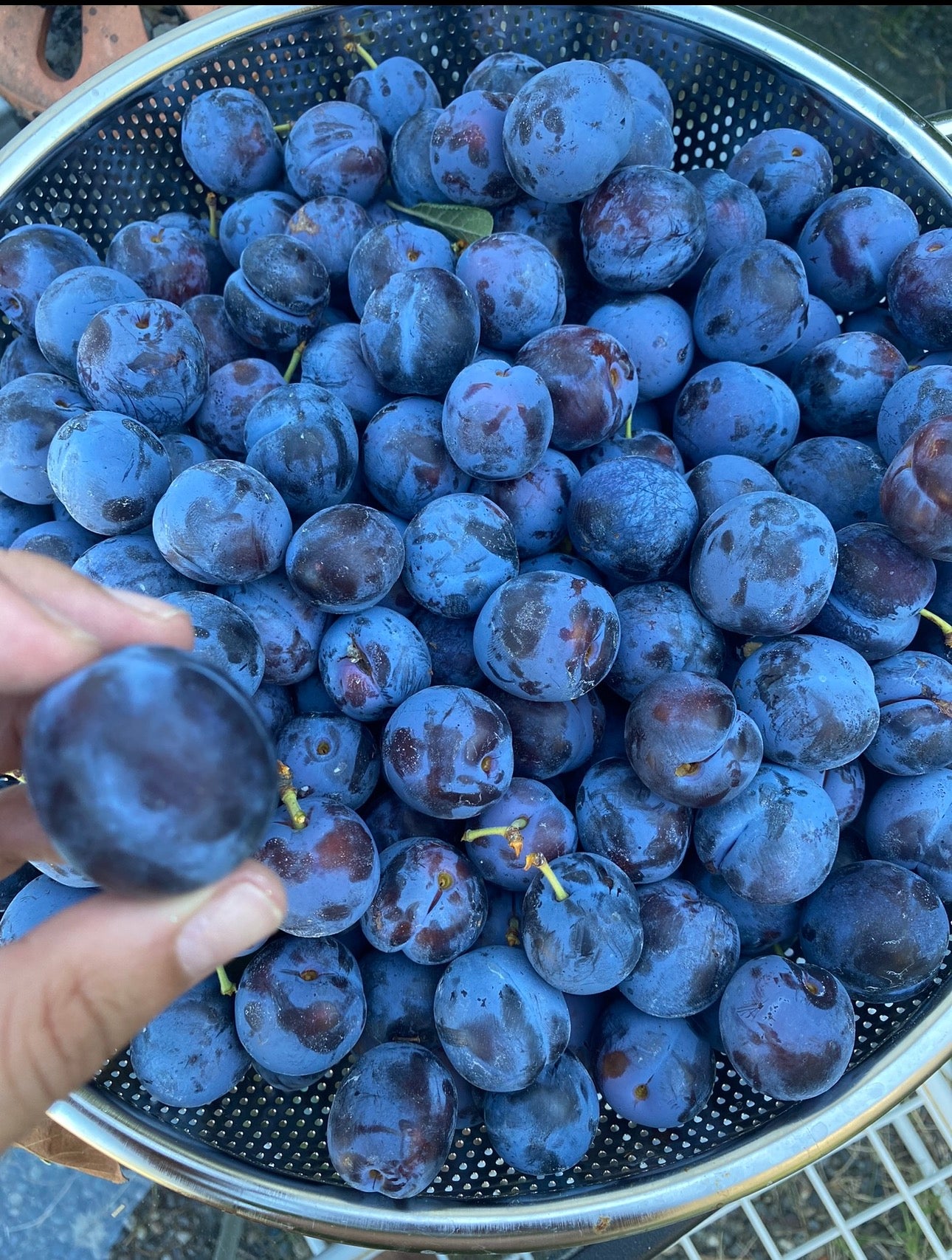 Italian Plum