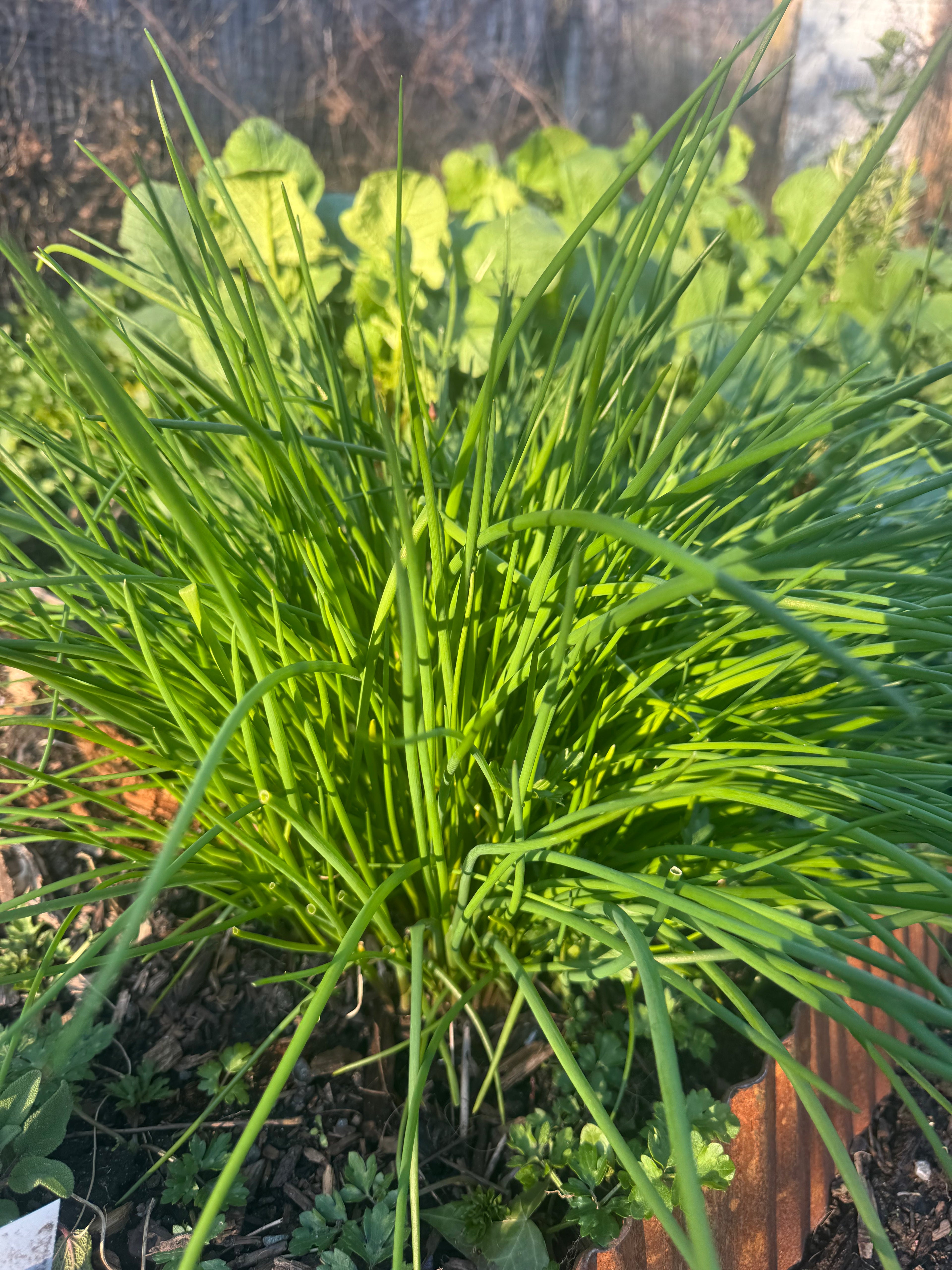 chive alive