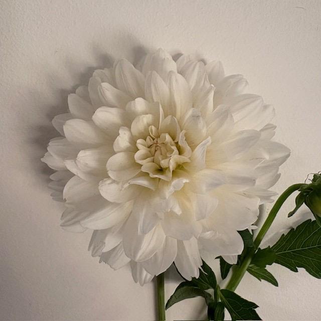 Carl Chilson Dahlia