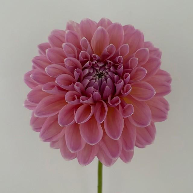 Castle Drive Dahlia