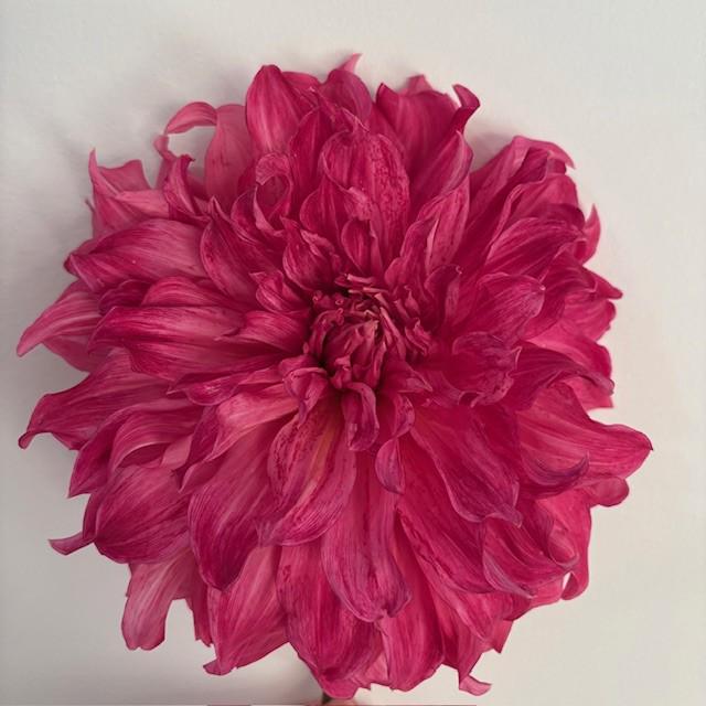 Islander Dahlia