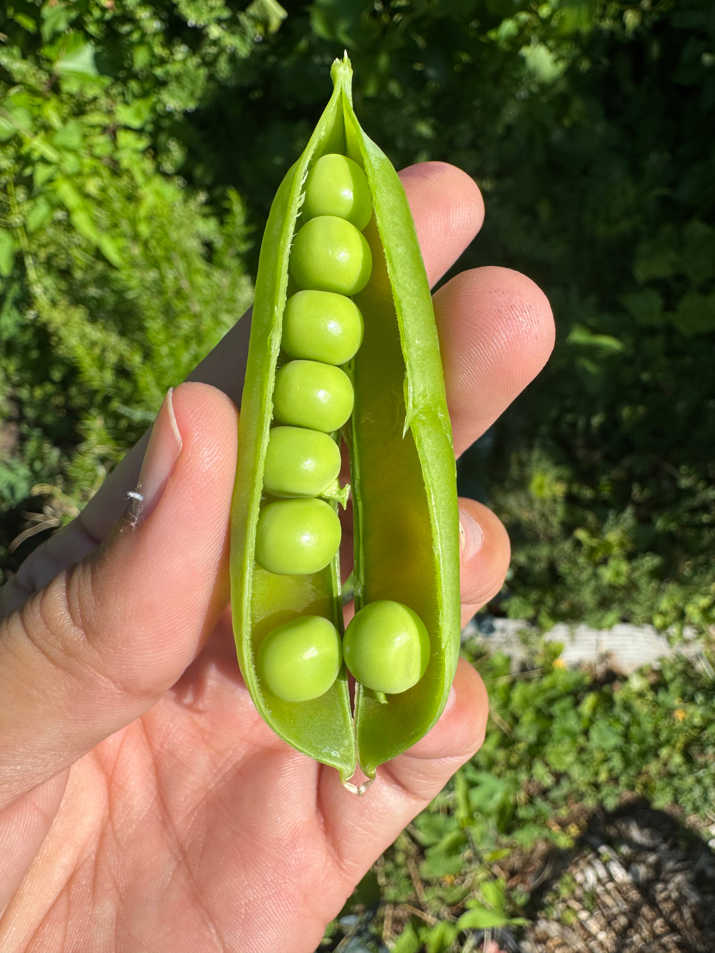 Peas