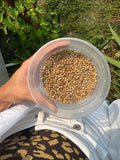 Cilantro/Coriander